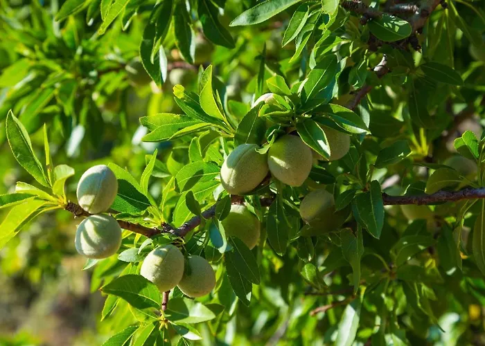 Matise Relax シャッカ